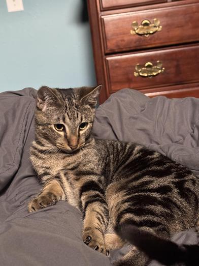 Emmitt — thumbnail 4