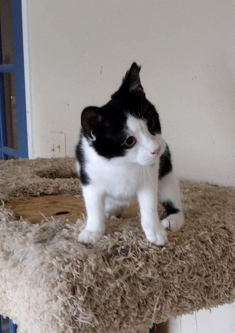 Quincy, Adopted, Kitten Male Domestic Short Hair.