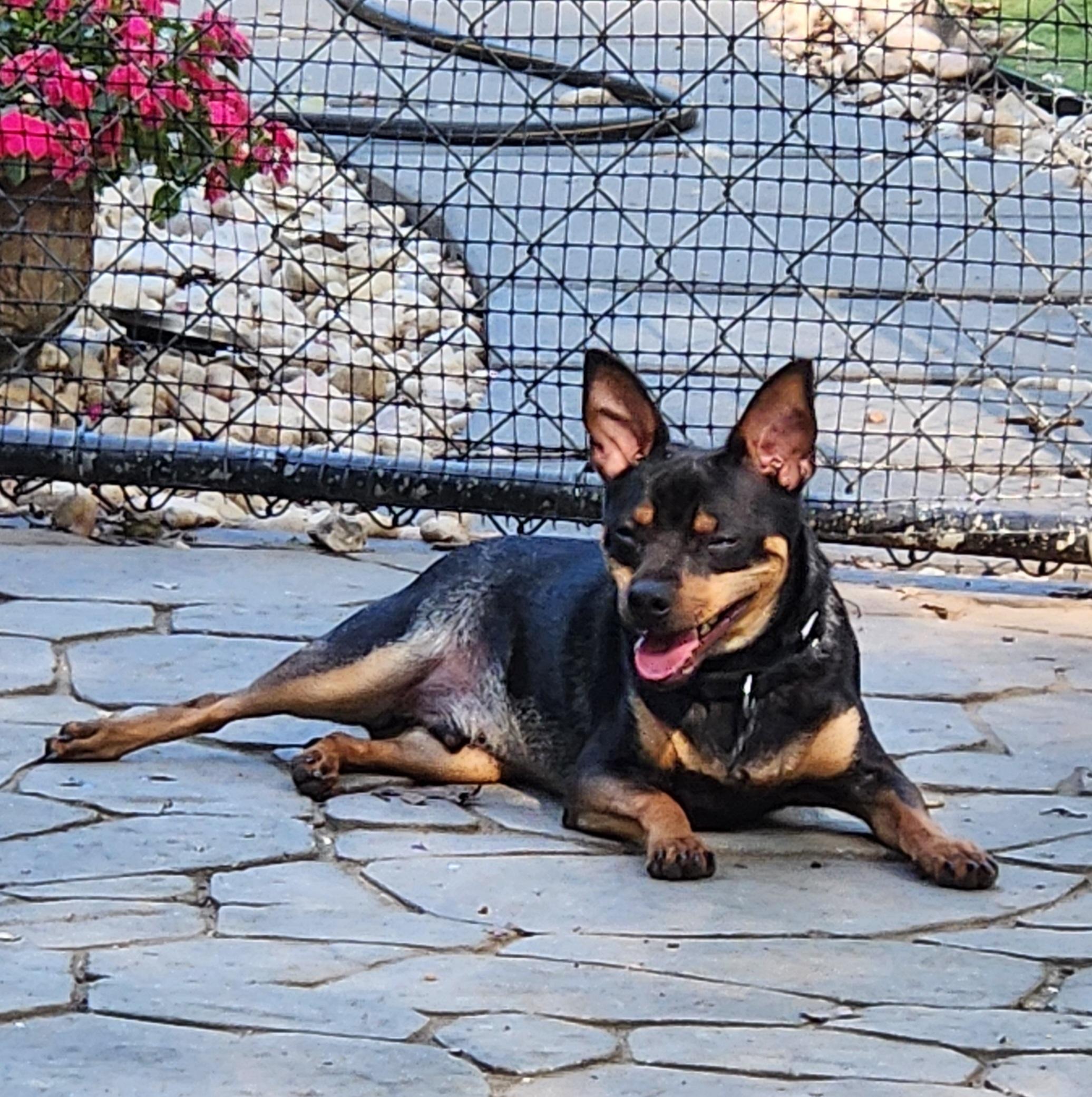Maverick, an adopted mixed breed in Pelzer, SC image 4/4