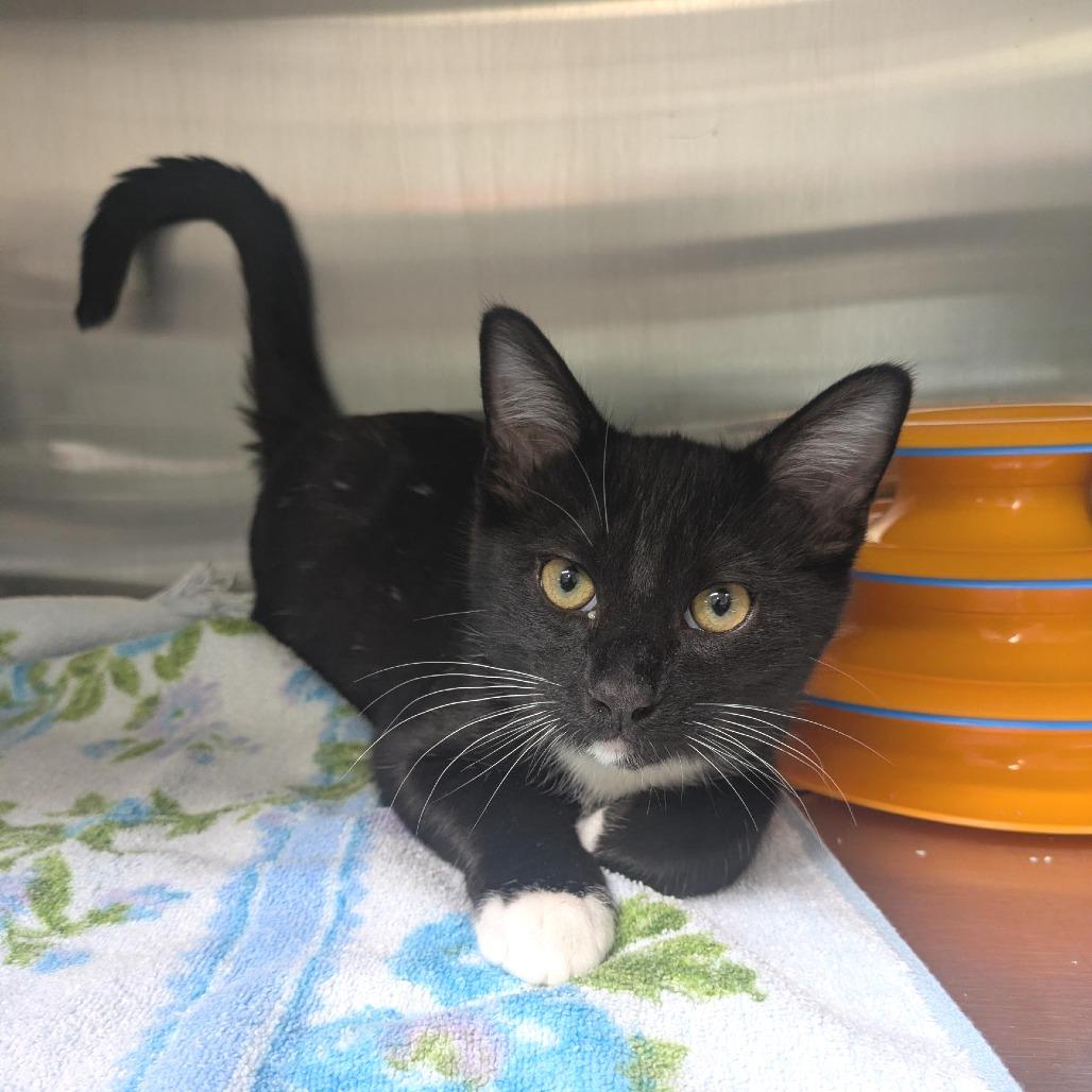 Buster, Adoptable, Kitten Male Domestic Short Hair.