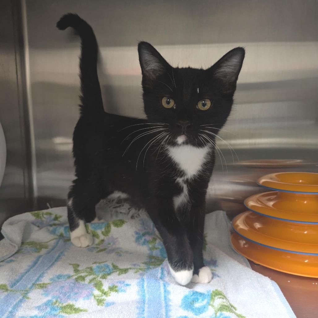 Enlarge Buster, a Adoptable Domestic Short Hair in Santa Rosa, CA image 2/6