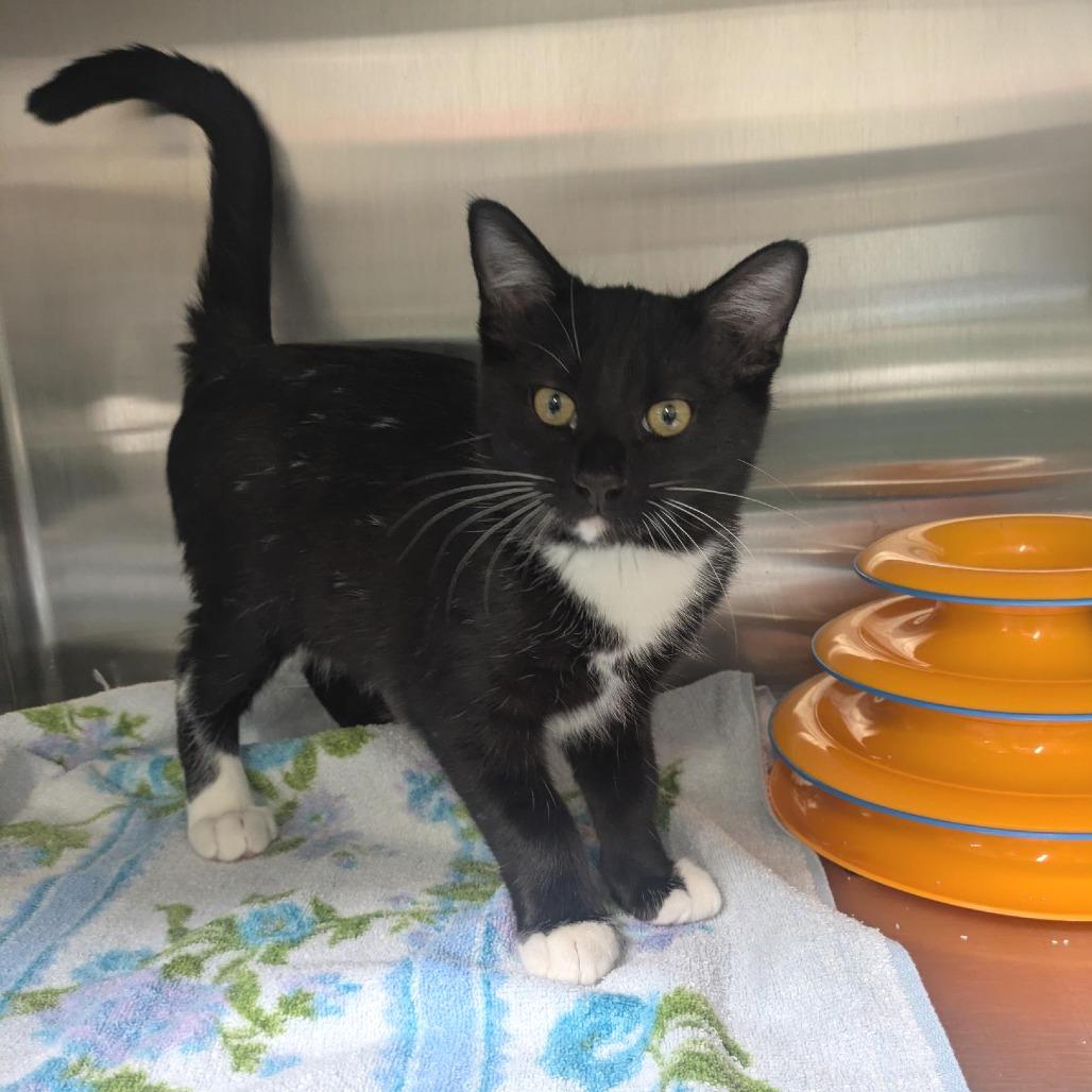 Enlarge Buster, a Adoptable Domestic Short Hair in Santa Rosa, CA image 3/6