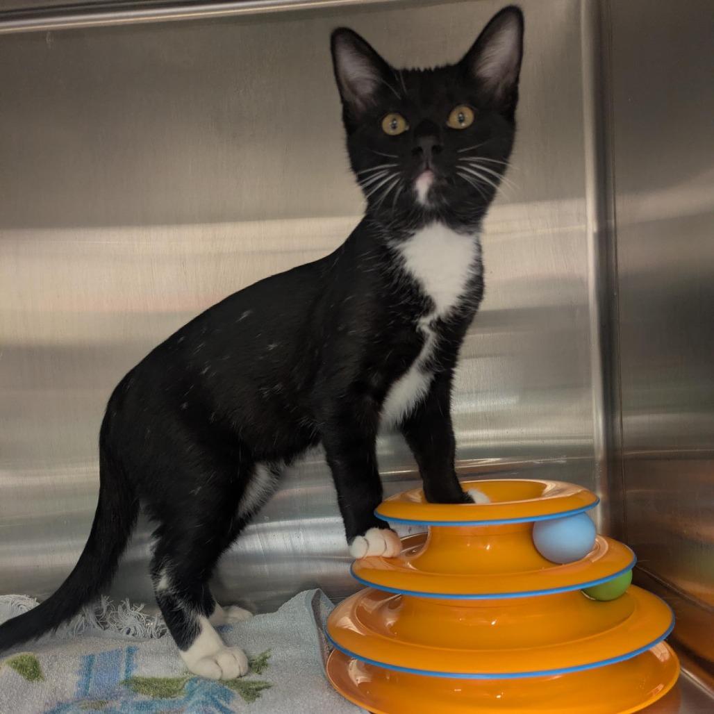 Enlarge Buster, a Adoptable Domestic Short Hair in Santa Rosa, CA image 4/6