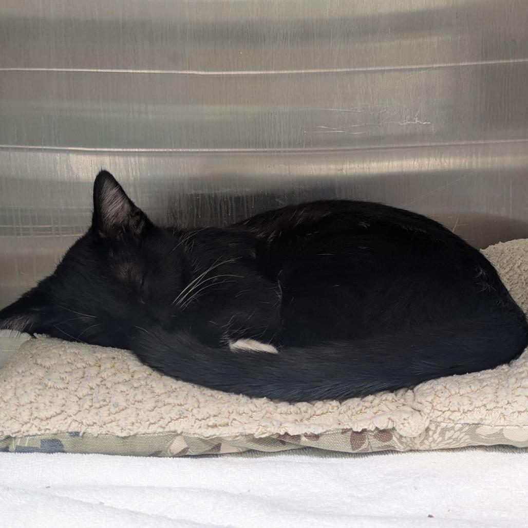 Enlarge Buster, a Adoptable Domestic Short Hair in Santa Rosa, CA image 5/6