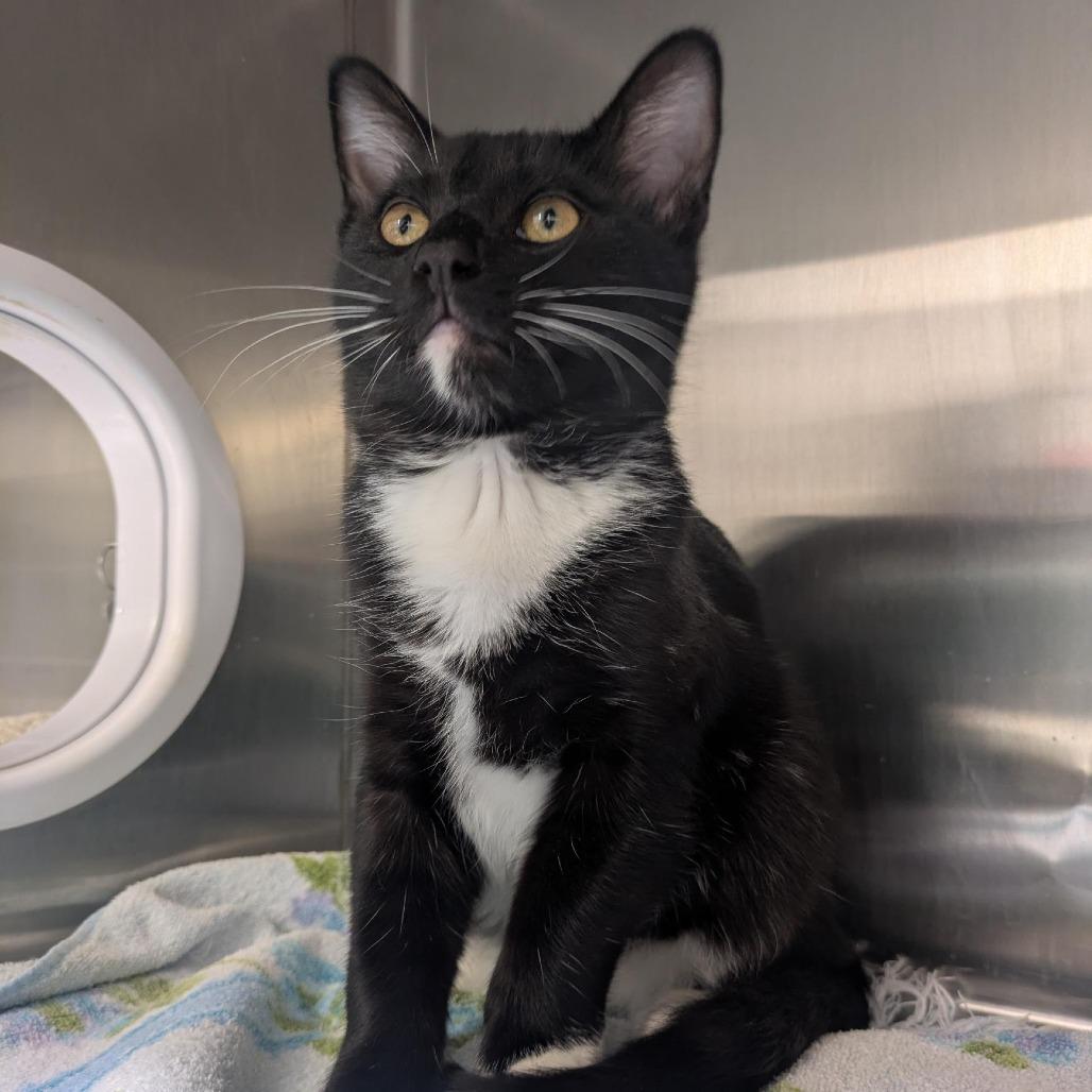 Enlarge Buster, a Adoptable Domestic Short Hair in Santa Rosa, CA image 6/6