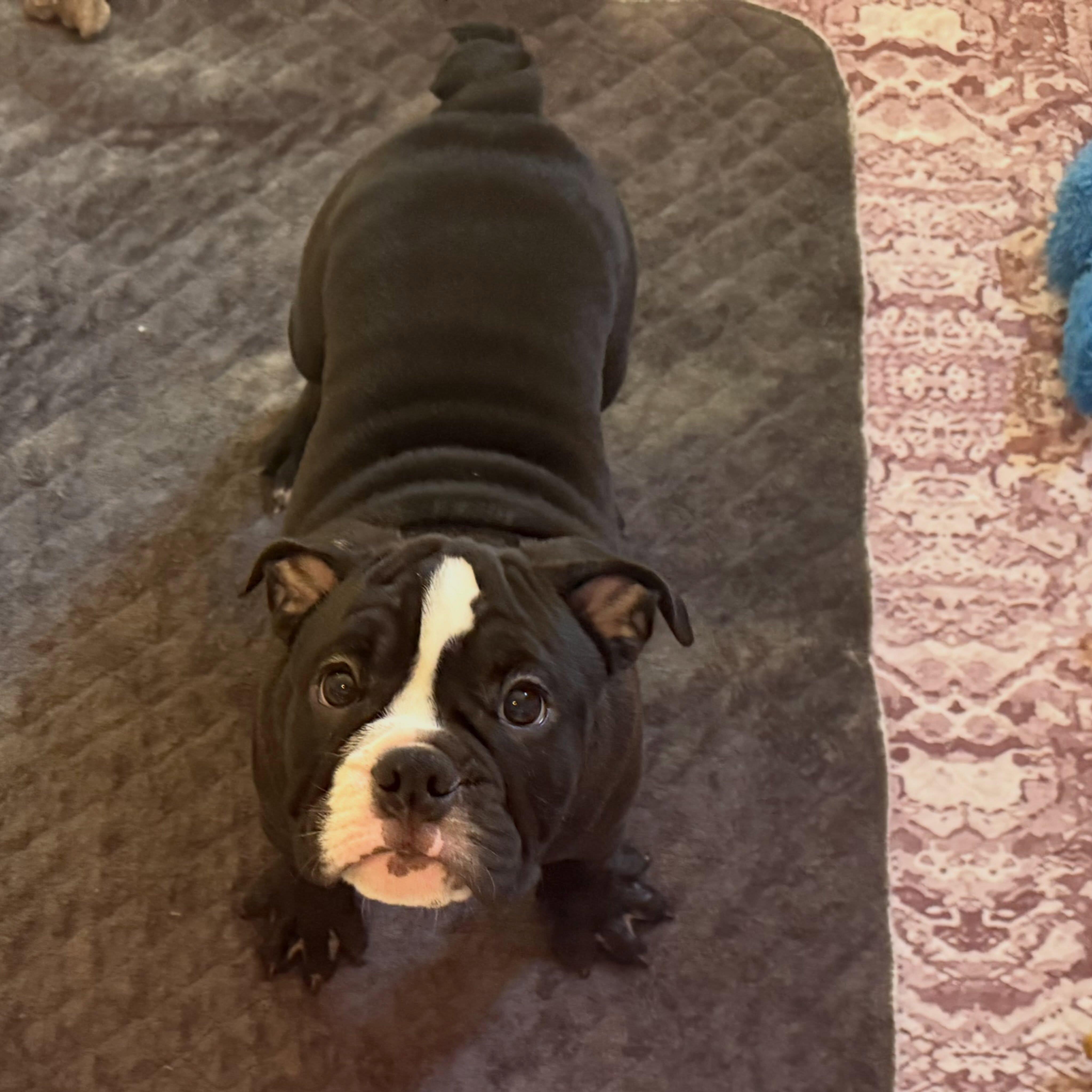 Raisin, Adoptable, Puppy Female English Bulldog & American Bully.