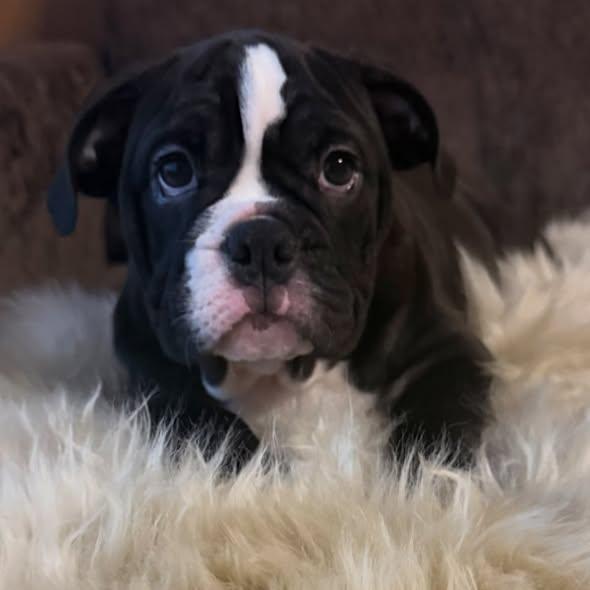 Enlarge Raisin, a Adoptable mixed breed in Las Vegas, NV image 5/6