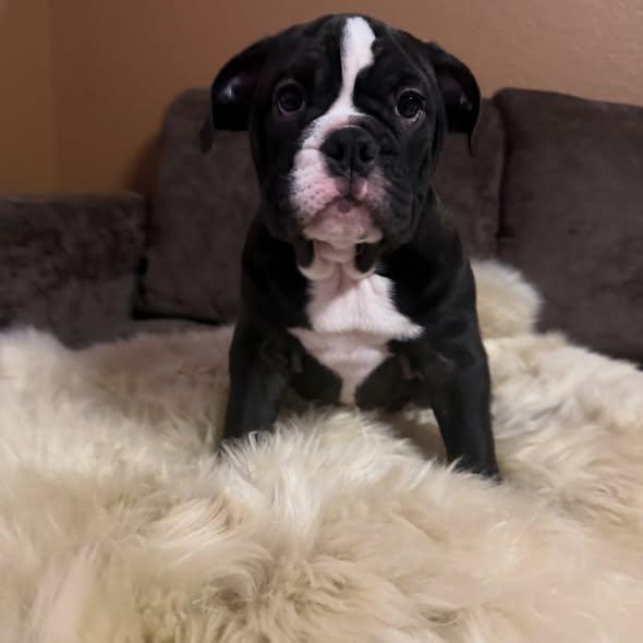 Enlarge Raisin, a Adoptable mixed breed in Las Vegas, NV image 2/6