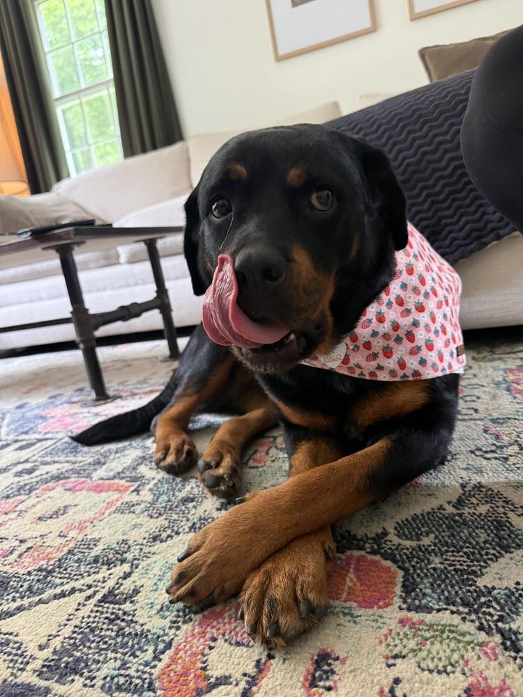 Dory, Adoptable, Adult Female Rottweiler.
