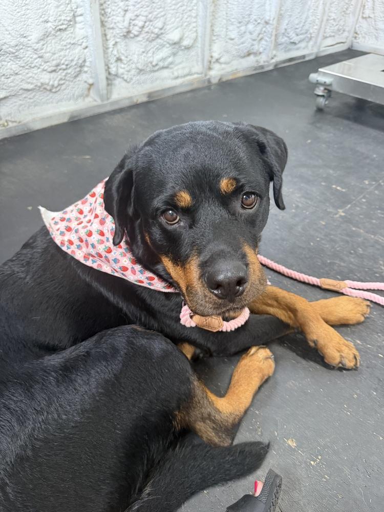 Enlarge Dory, a Adoptable Rottweiler in Xenia, OH image 2/6