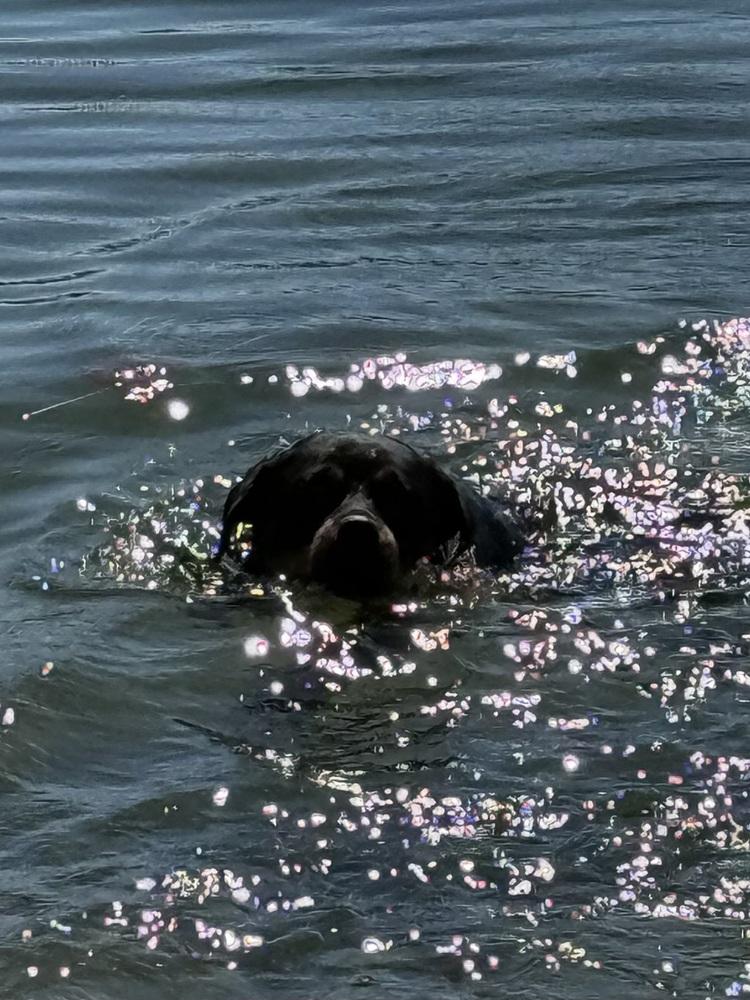 Enlarge Dory, a Adoptable Rottweiler in Xenia, OH image 3/6