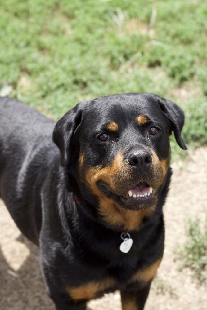 Enlarge Dory, a Adoptable Rottweiler in Xenia, OH image 4/6