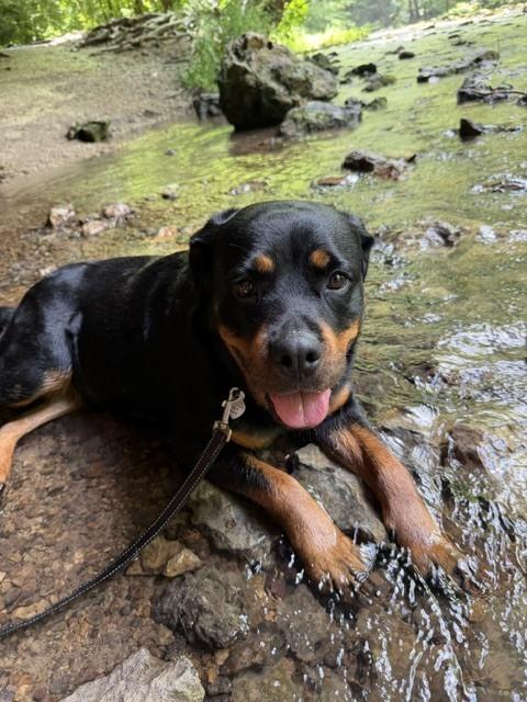 Enlarge Dory, a Adoptable Rottweiler in Xenia, OH image 5/6