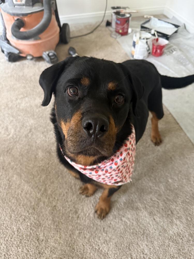Enlarge Dory, a Adoptable Rottweiler in Xenia, OH image 6/6