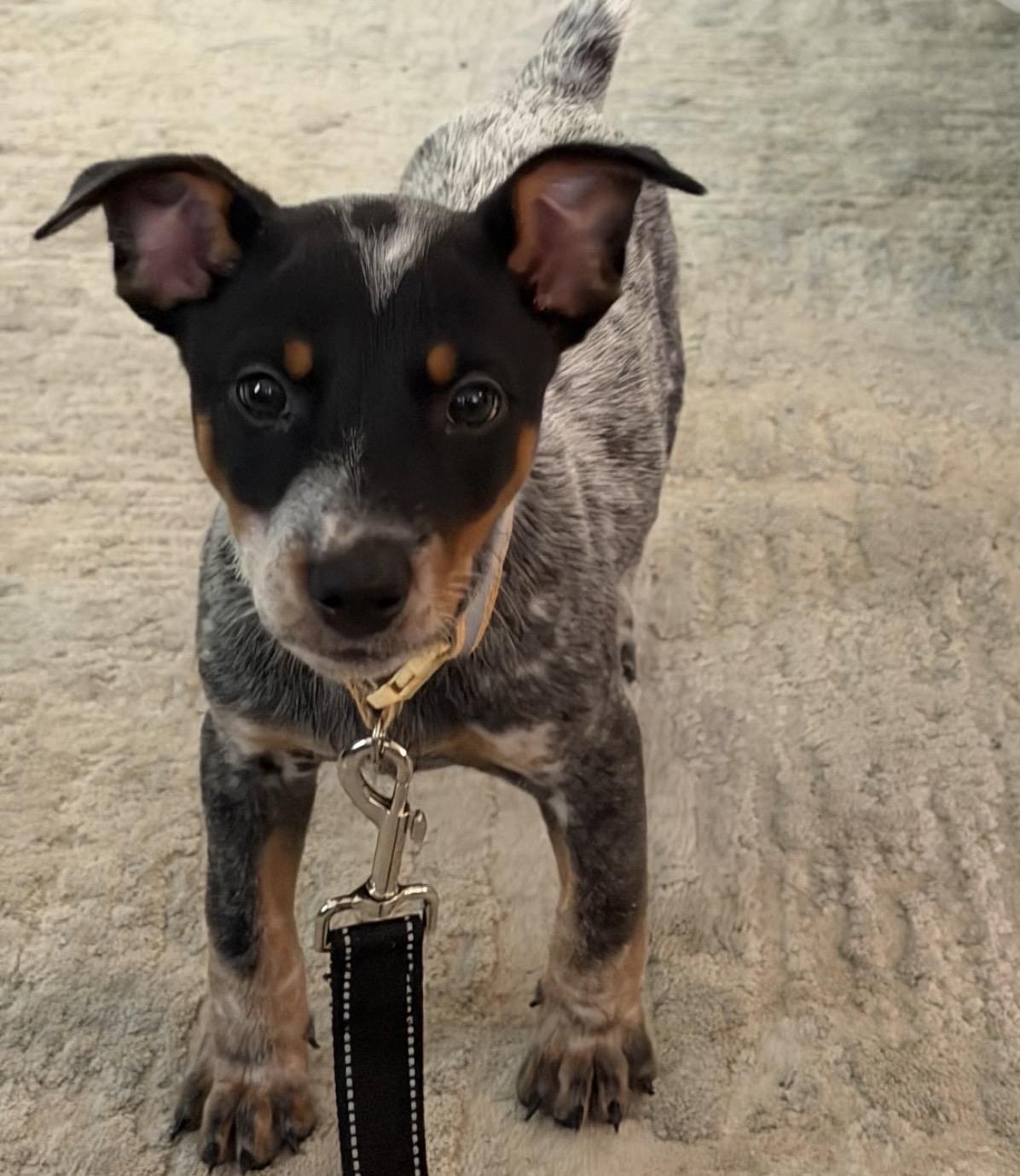 Ranger, a ADOPTABLE mixed breed in Richmond, VA image 3/6