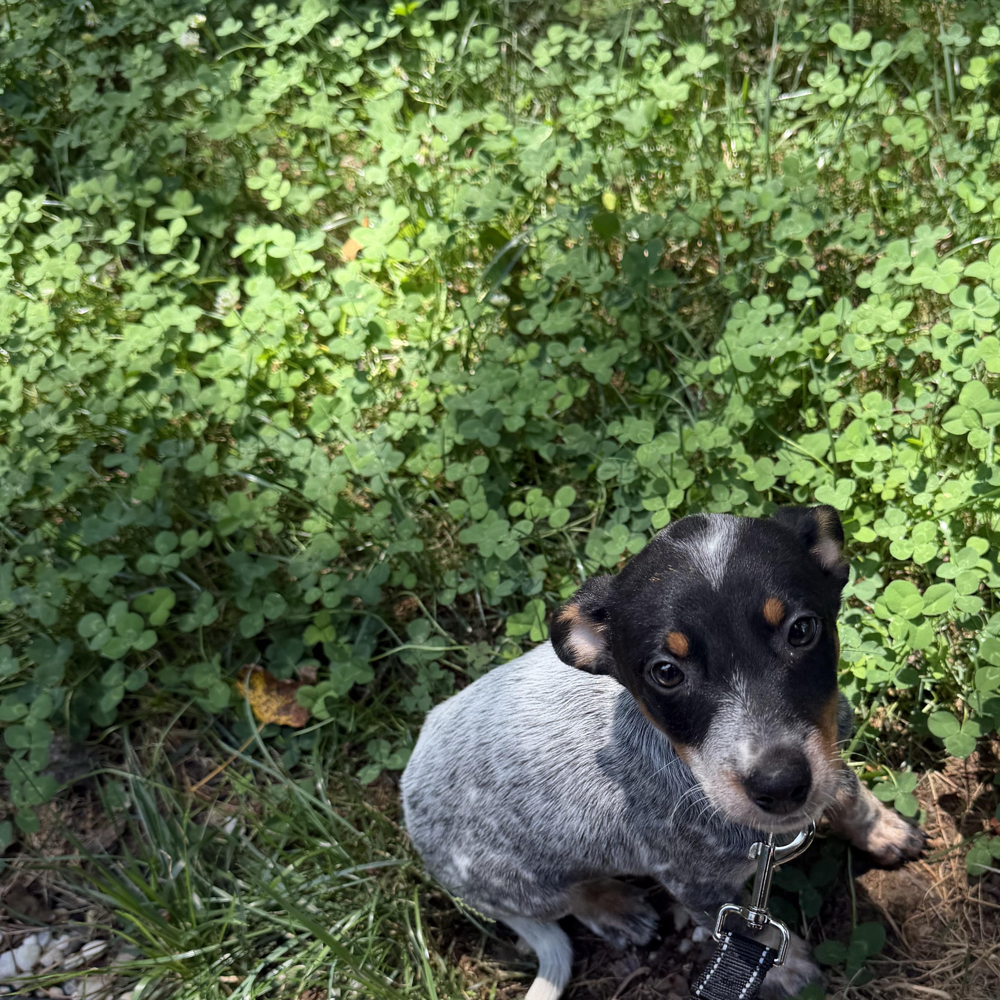 Ranger, a ADOPTABLE mixed breed in Richmond, VA image 4/6