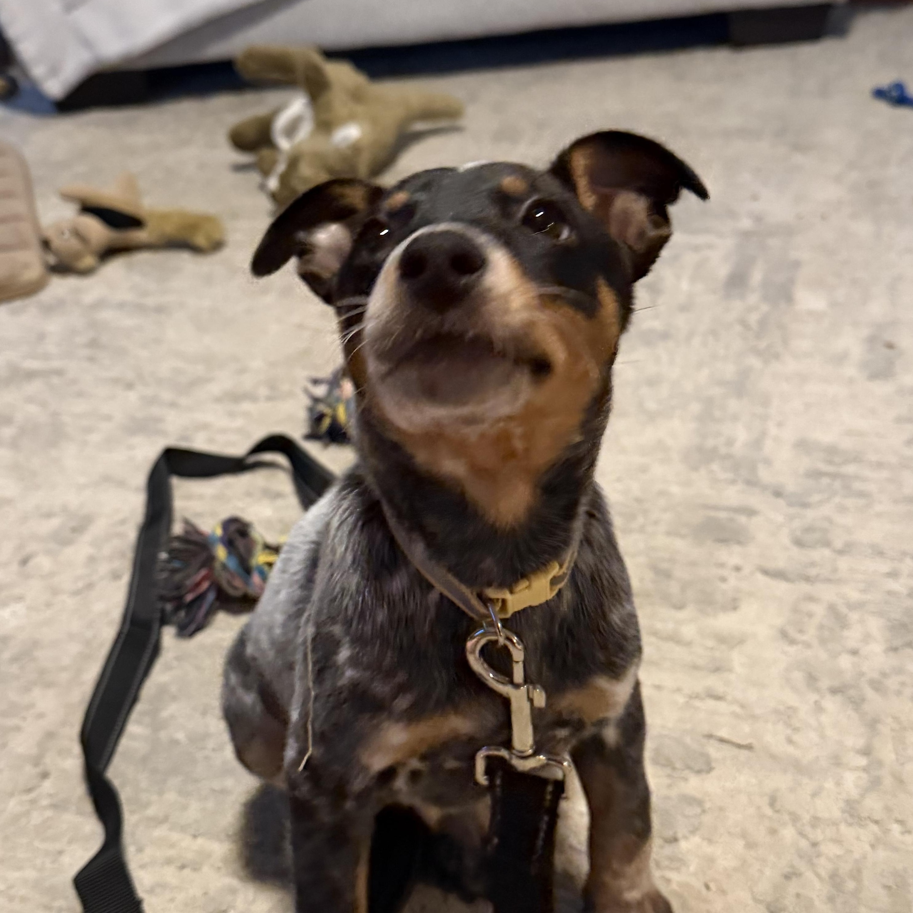 Ranger, a ADOPTABLE mixed breed in Richmond, VA image 5/6