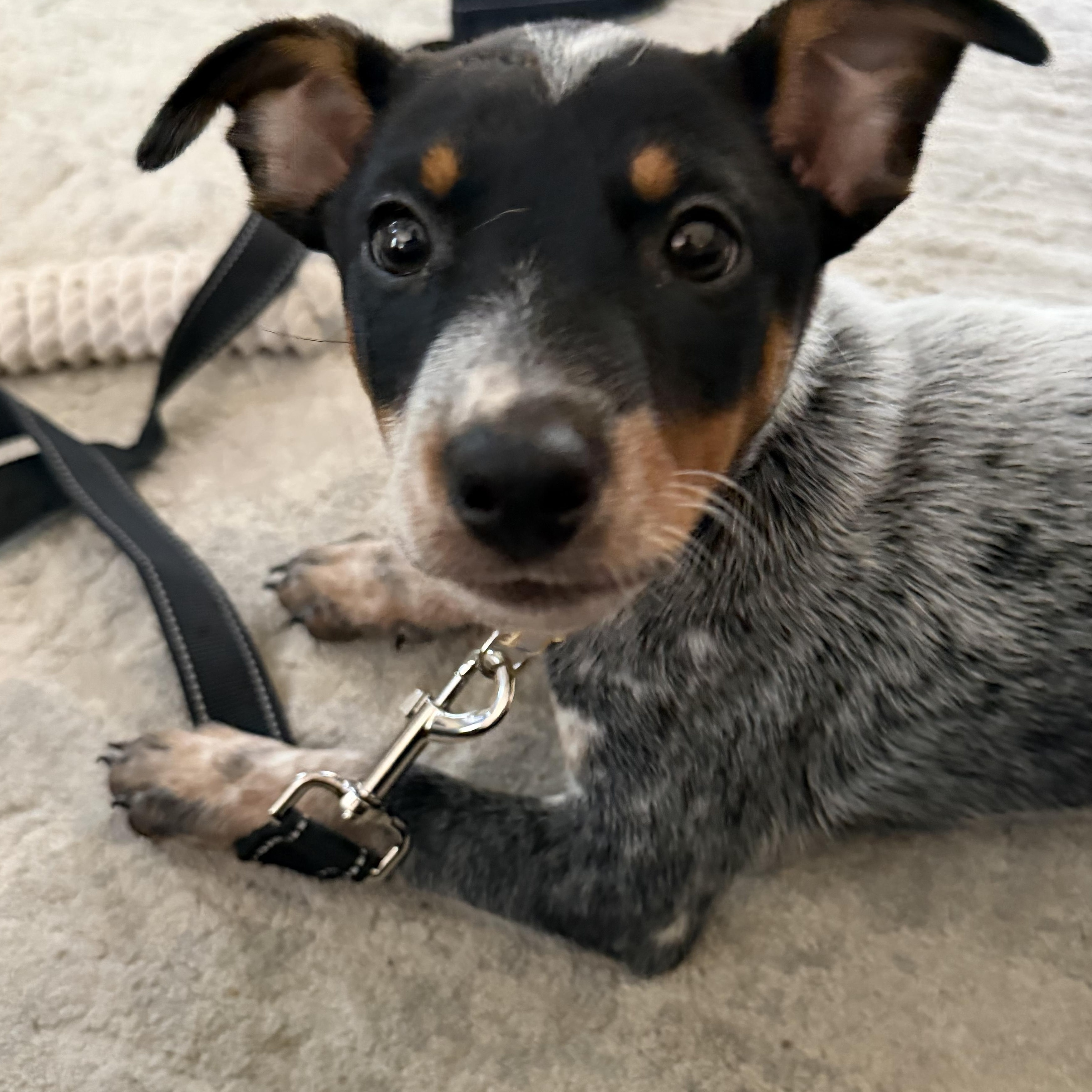 Ranger, ADOPTABLE, Puppy Male Australian Cattle Dog / Blue Heeler.
