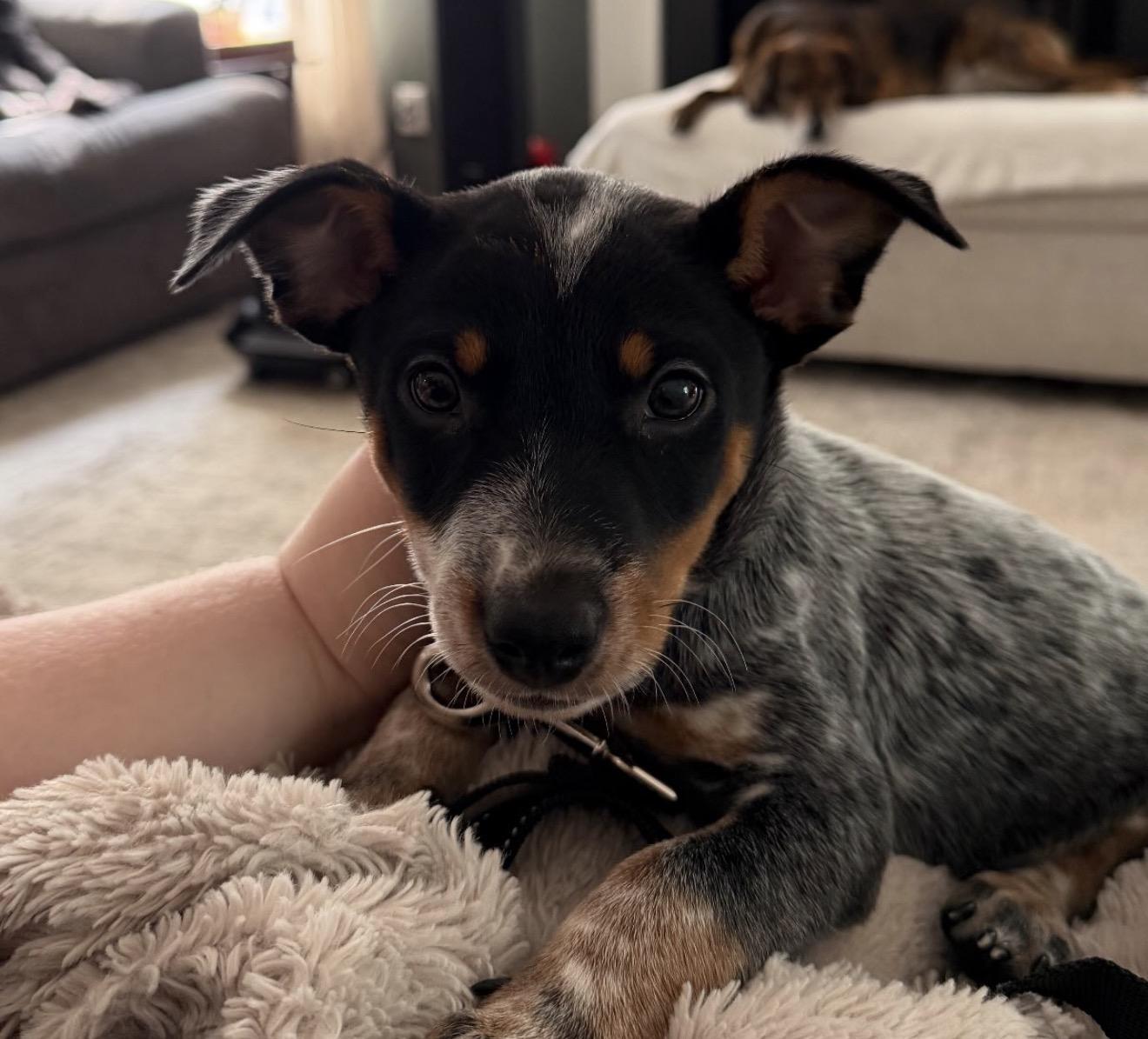 Ranger, a ADOPTABLE mixed breed in Richmond, VA image 2/6