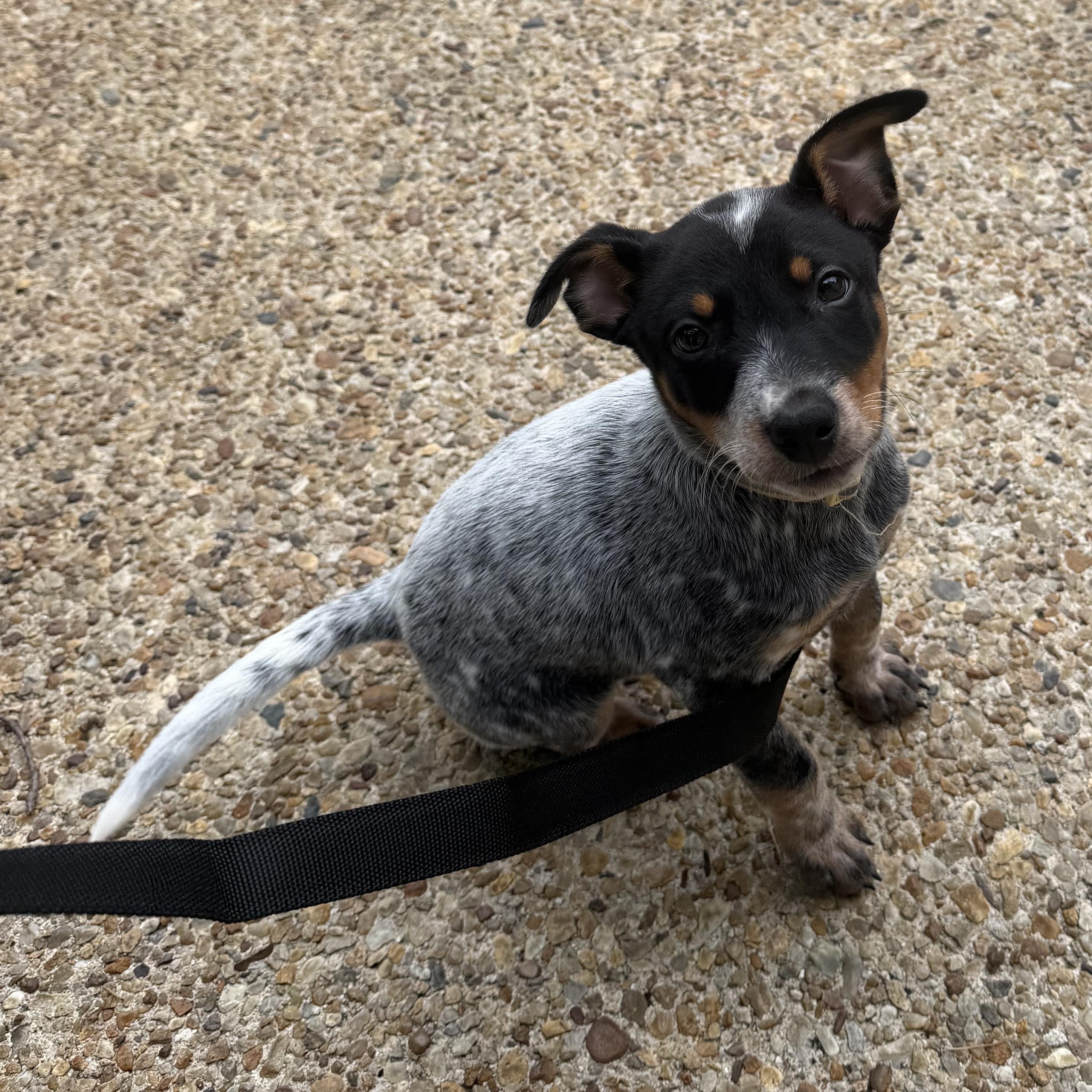 Ranger, a ADOPTABLE mixed breed in Richmond, VA image 6/6