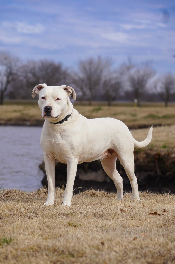 Athena, a Adoptable mixed breed in Tulsa, OK image 2/9