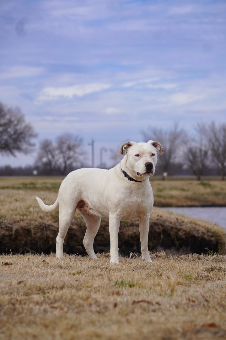 Athena, a Adoptable mixed breed in Tulsa, OK image 3/9