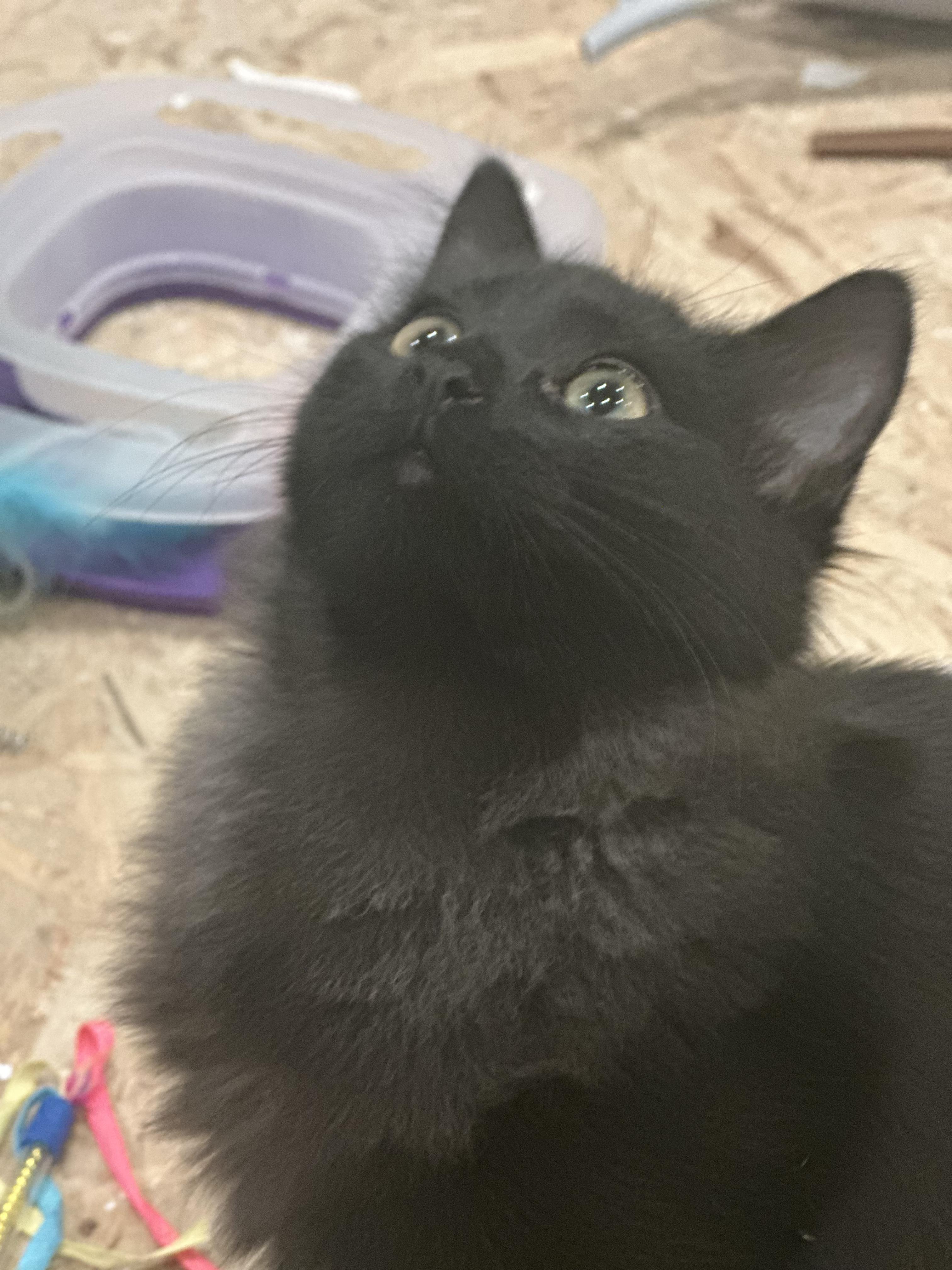 Enlarge Midnight, a Adoptable Domestic Medium Hair in Gardnerville, NV image 5/5
