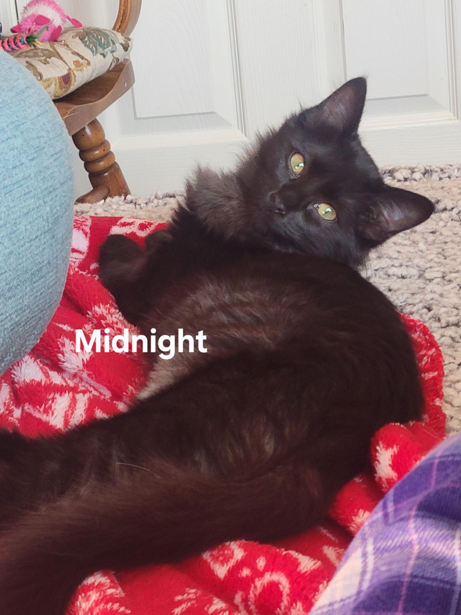 Enlarge Midnight, a Adoptable Domestic Medium Hair in Gardnerville, NV image 1/5