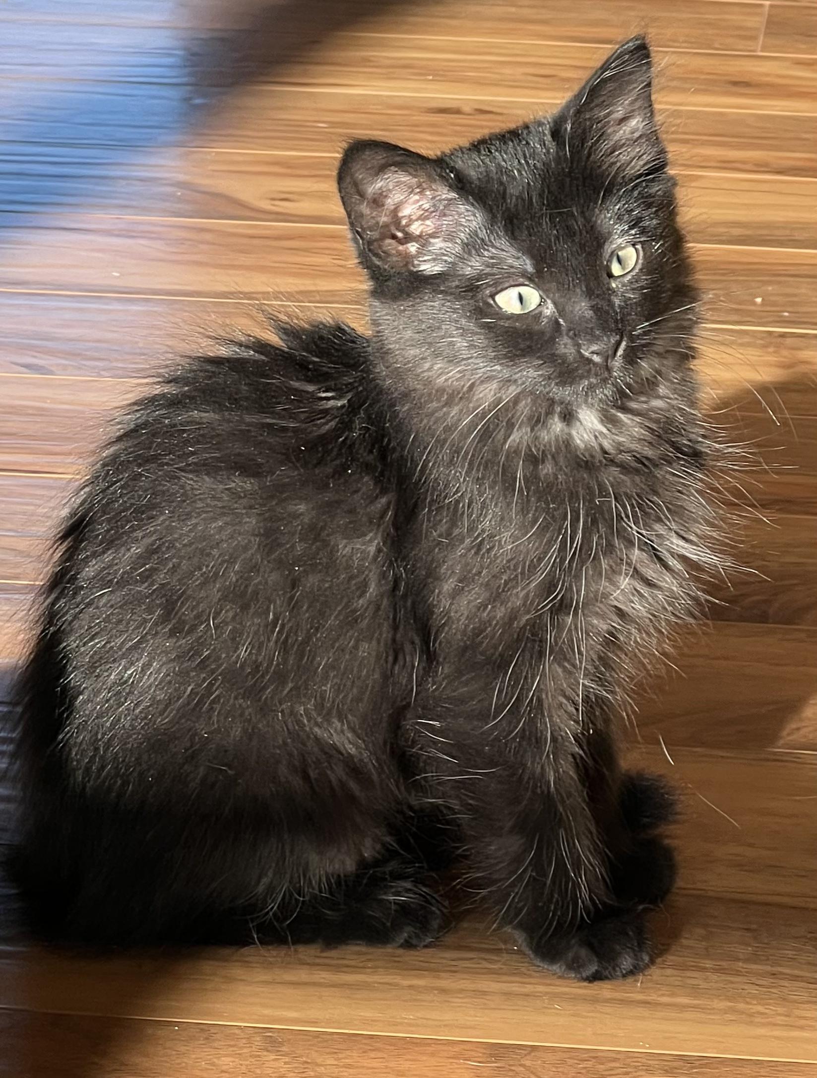 Enlarge Midnight, a Adoptable Domestic Medium Hair in Gardnerville, NV image 4/5