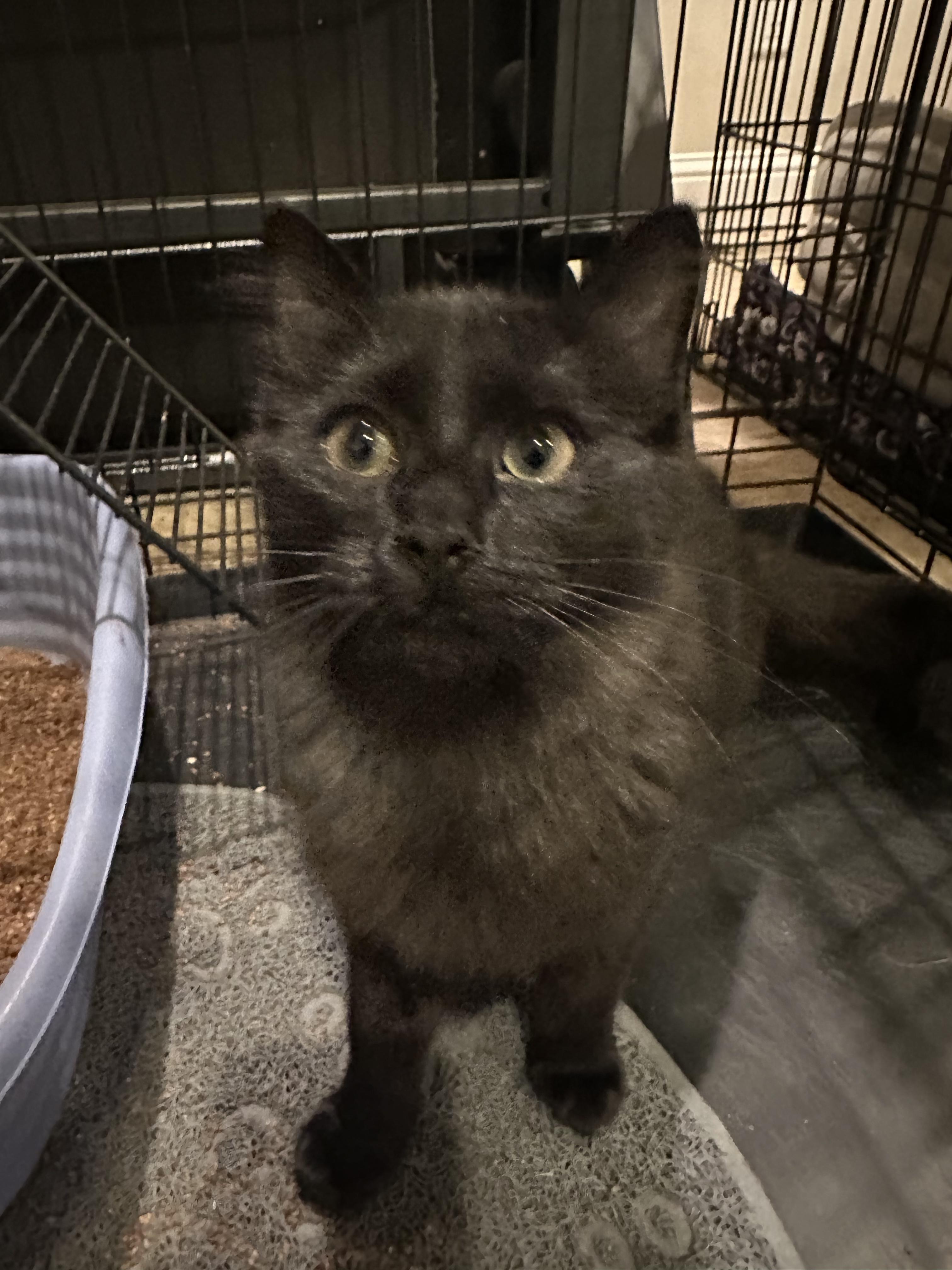 Midnight, Adoptable, Kitten Female Domestic Medium Hair.