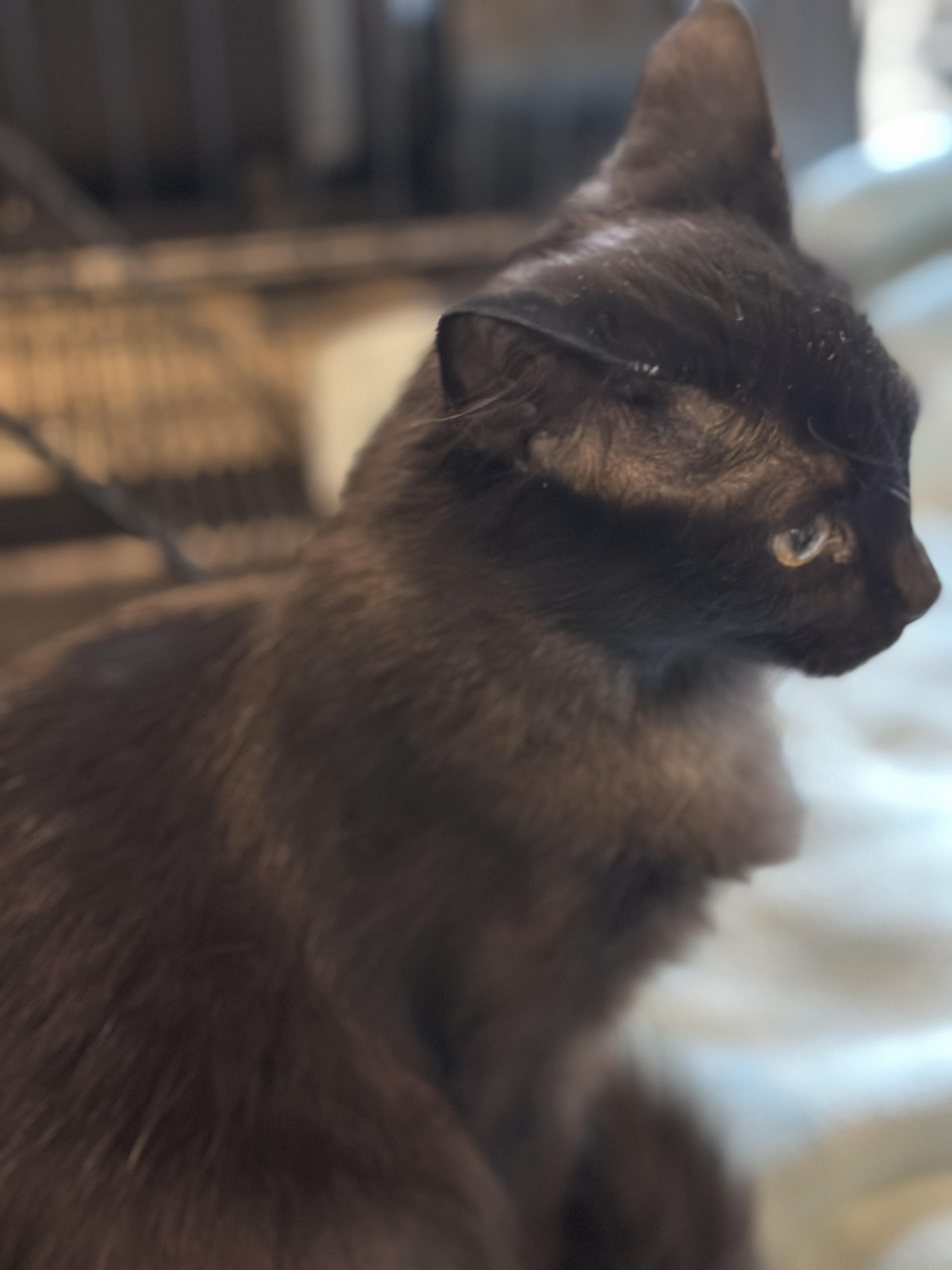 Enlarge Midnight, a Adoptable Domestic Medium Hair in Gardnerville, NV image 3/5