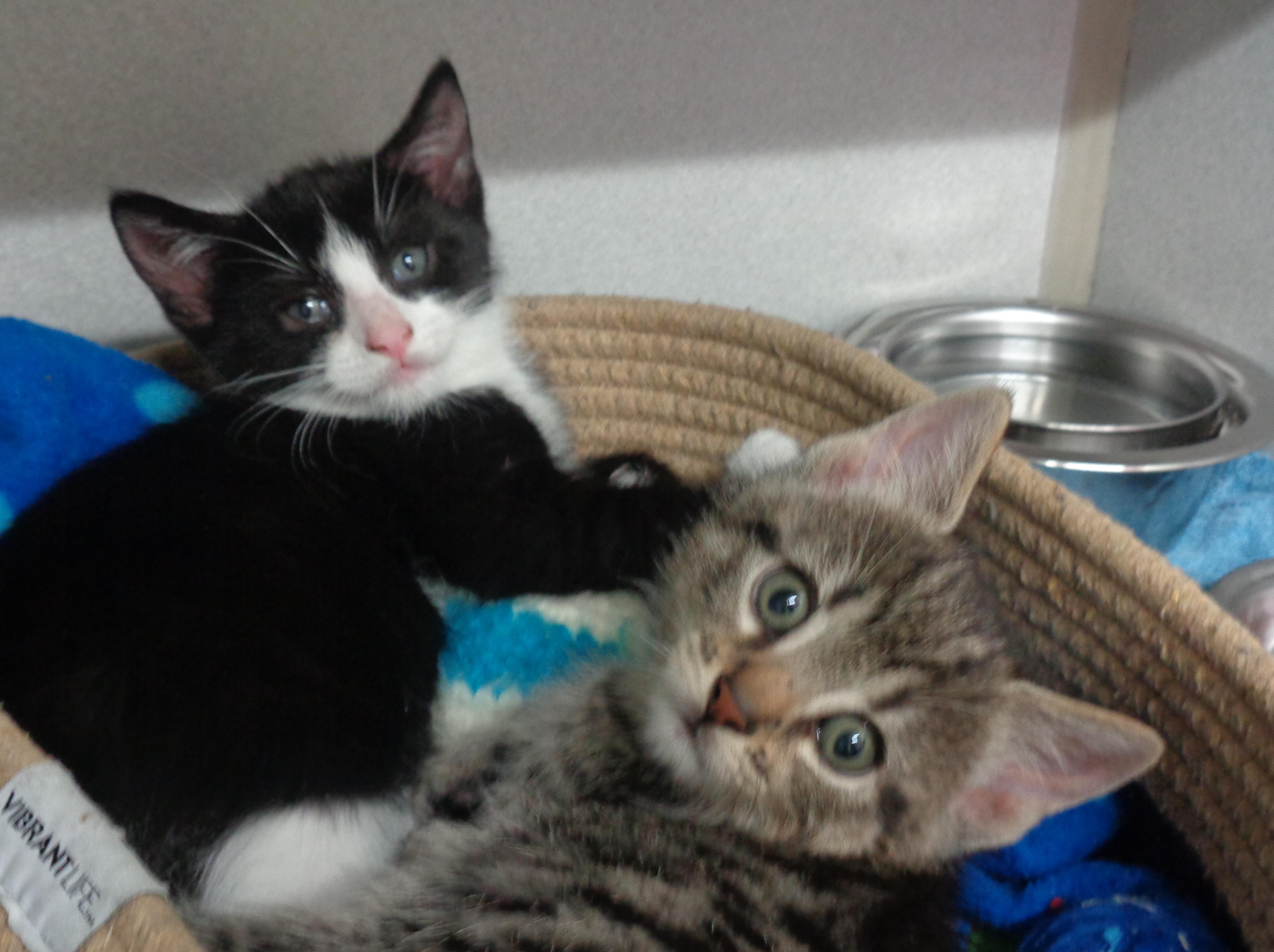 POPPET & MUPPET