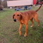 Enlarge Pollo, an adopted mixed breed in Paterson, NJ image 5/5