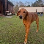 Enlarge Pollo, an adopted mixed breed in Paterson, NJ image 2/5