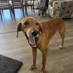 Enlarge Pollo, an adopted mixed breed in Paterson, NJ image 3/5