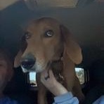 Enlarge Pollo, an adopted mixed breed in Paterson, NJ image 4/5