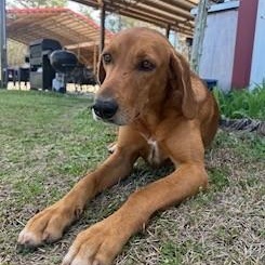 Pollo, adopted, Young Male Redbone Coonhound & Labrador Retriever.