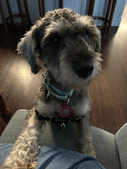 Enlarge Aqua, an adopted mixed breed in Harrison, NY image 4/6