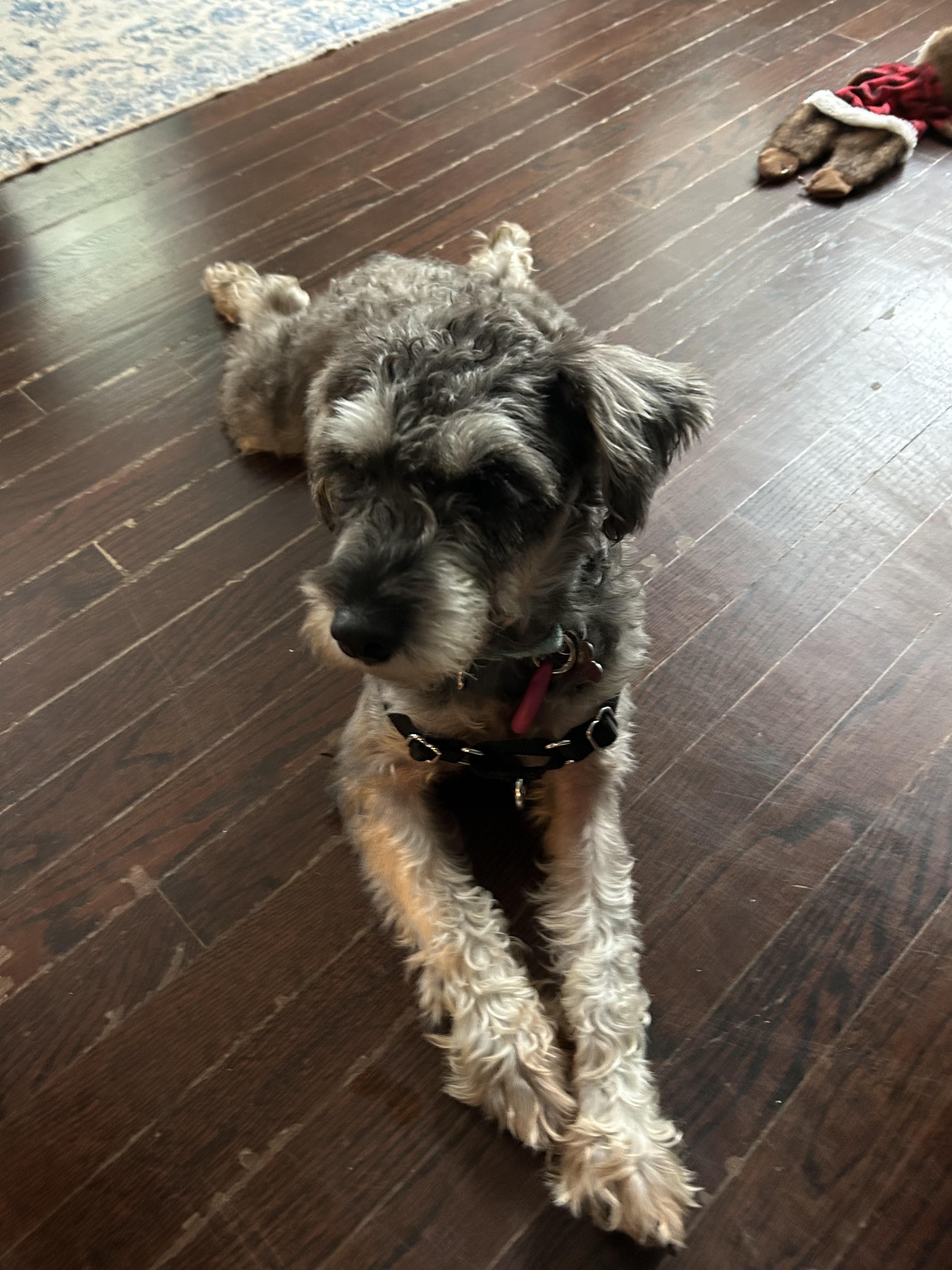 Enlarge Aqua, an adopted mixed breed in Harrison, NY image 3/6