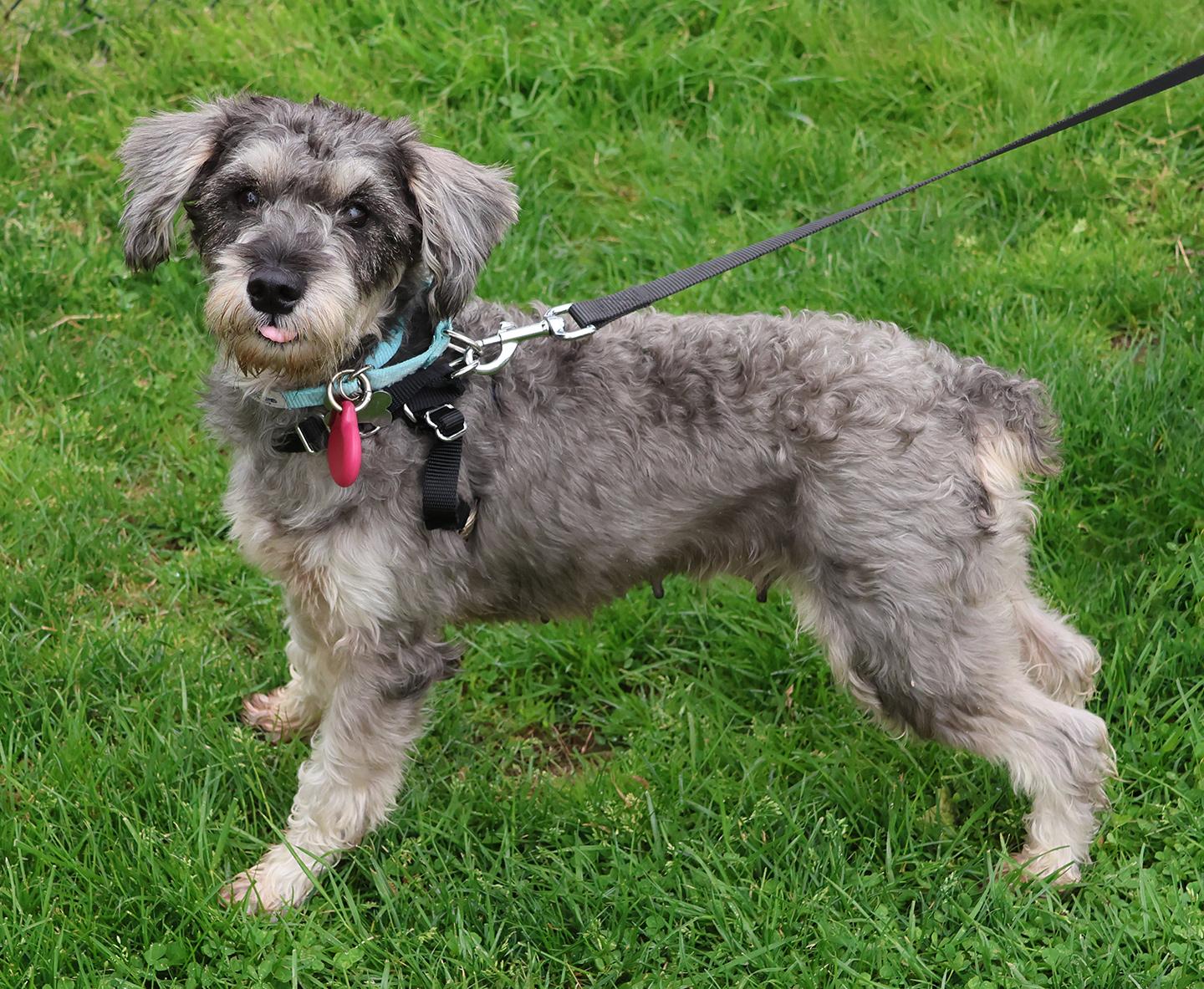 Enlarge Aqua, an adopted mixed breed in Harrison, NY image 6/6