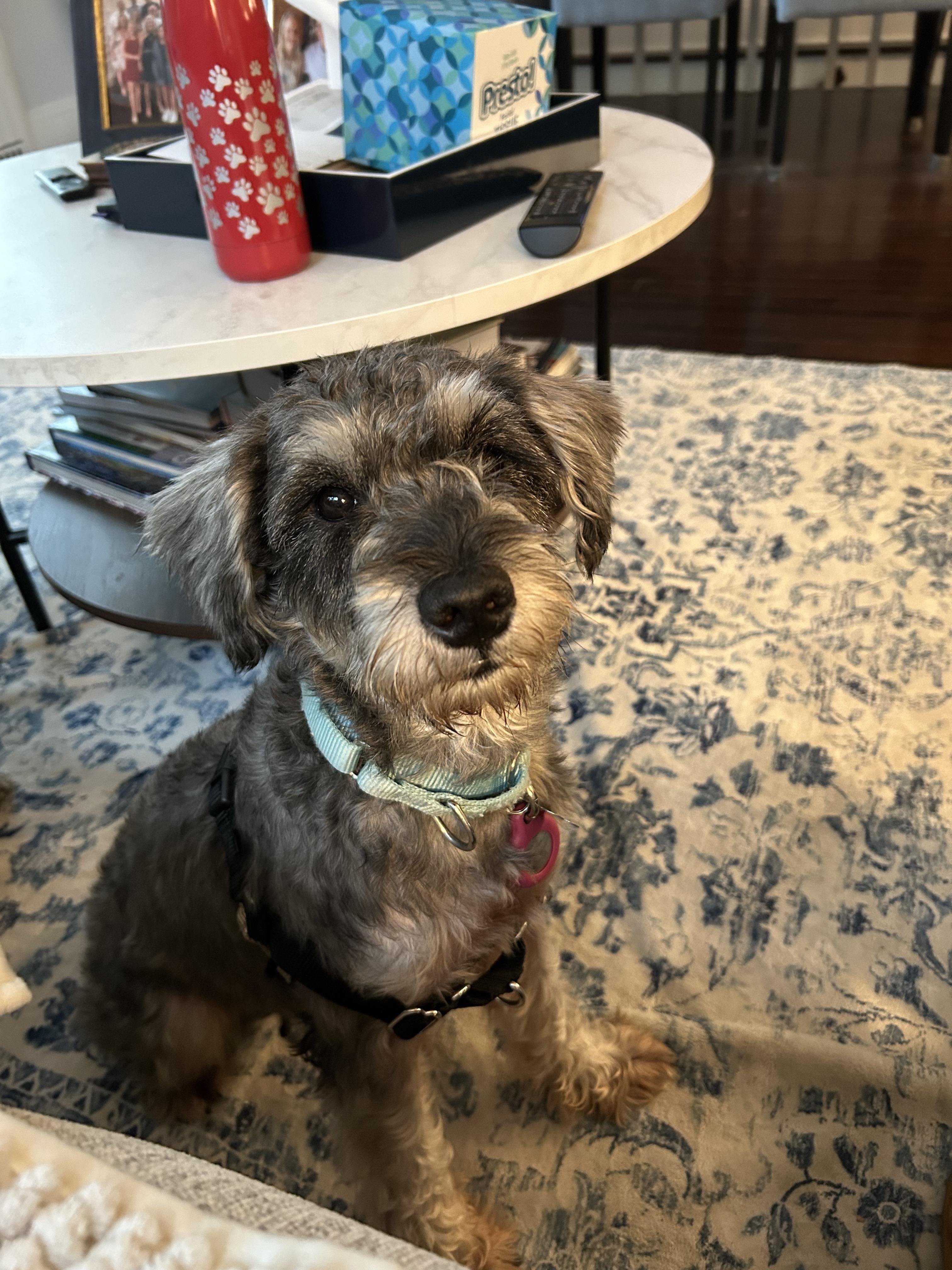Aqua, adopted, Young Female Miniature Schnauzer.