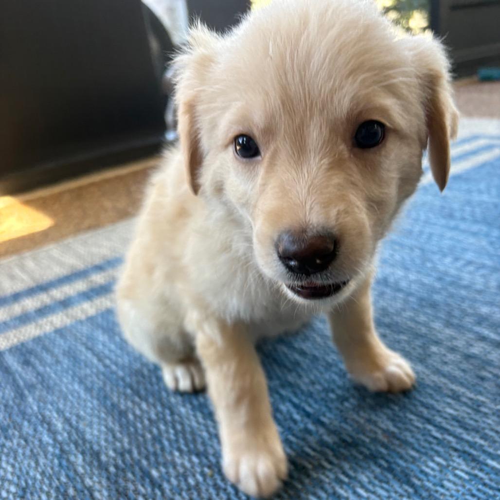 Rex, Adoptable, Puppy Male Golden Retriever & Labrador Retriever.