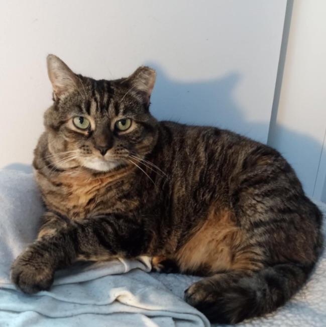 Enlarge Victoria, her majesty , a ADOPTABLE Domestic Short Hair in Boucherville, QC image 2/3