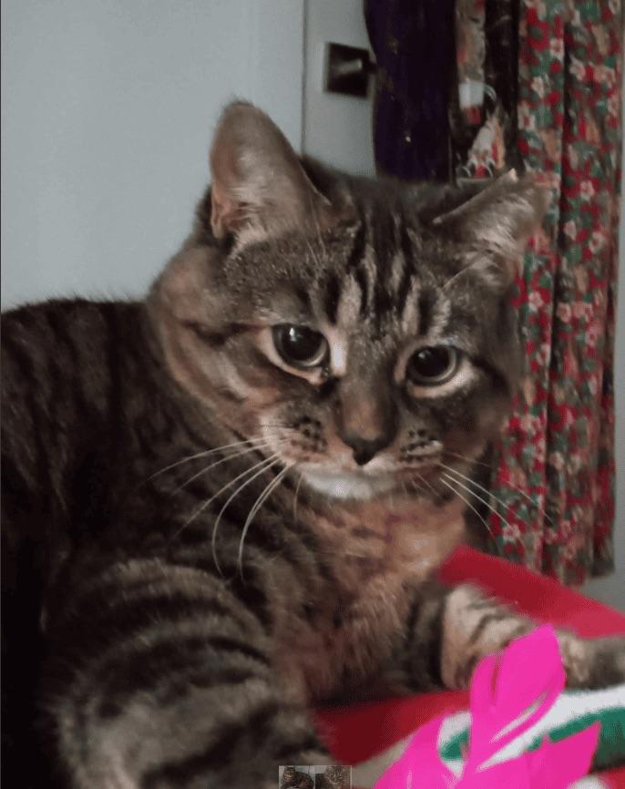 Enlarge Victoria, her majesty , a ADOPTABLE Domestic Short Hair in Boucherville, QC image 3/3