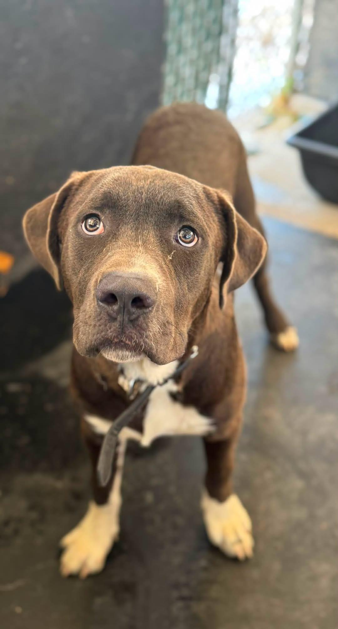 Sonny, Adoptable, Young Male Labrador Retriever.