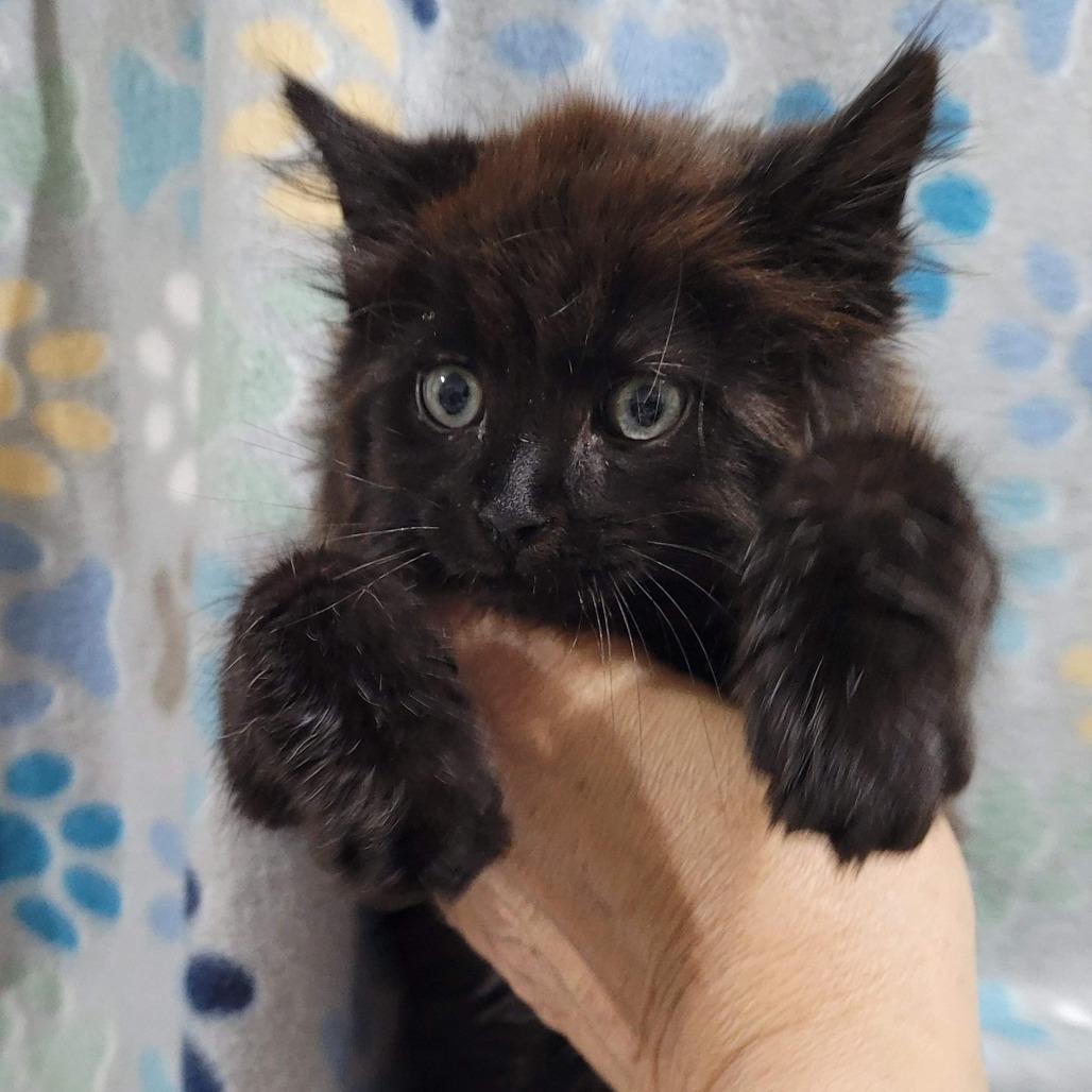 Jaz, Adoptable, Kitten Female Domestic Long Hair.