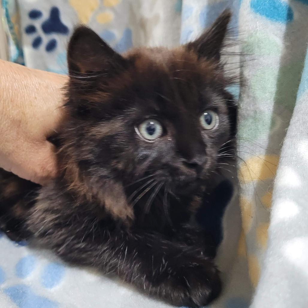 Enlarge Jaz, a Adoptable Domestic Long Hair in Traverse City, MI image 2/2