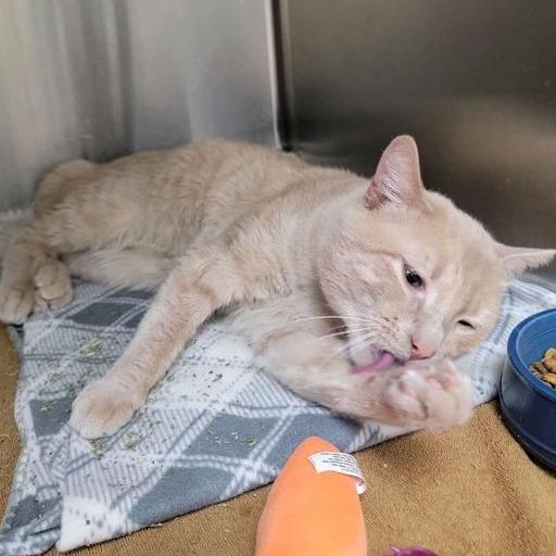 Marshmallow, Adoptable, Adult Male Domestic Short Hair.