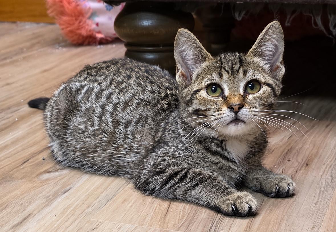 Polly, Adoptable, Kitten Male Domestic Short Hair.