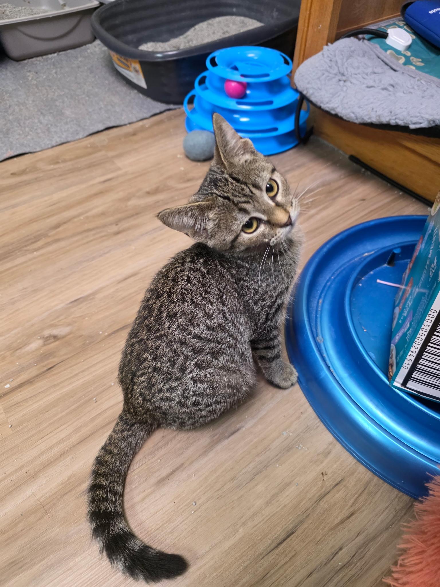 Enlarge Polly, a Adoptable Domestic Short Hair in Faribault, MN image 2/2